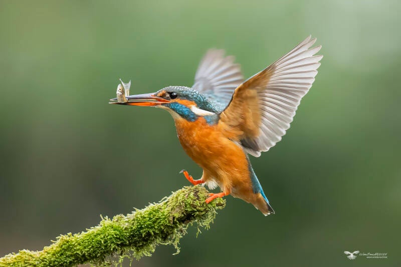 ijsvogel_24a0531-kopie-standard.jpg