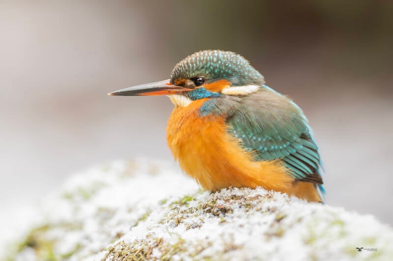 ijsvogel_24a1489-kopie-standard.jpg