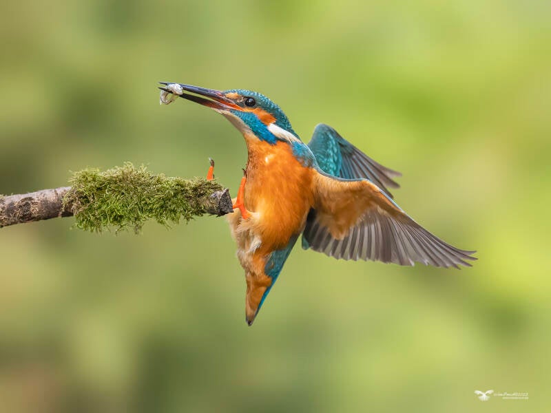 ijsvogel_24a1589-kopie-ren-standard.jpg