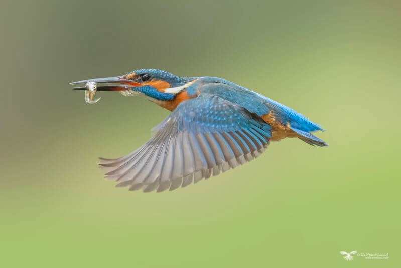 ijsvogel_24a2438-kopie-ren-standard.jpg