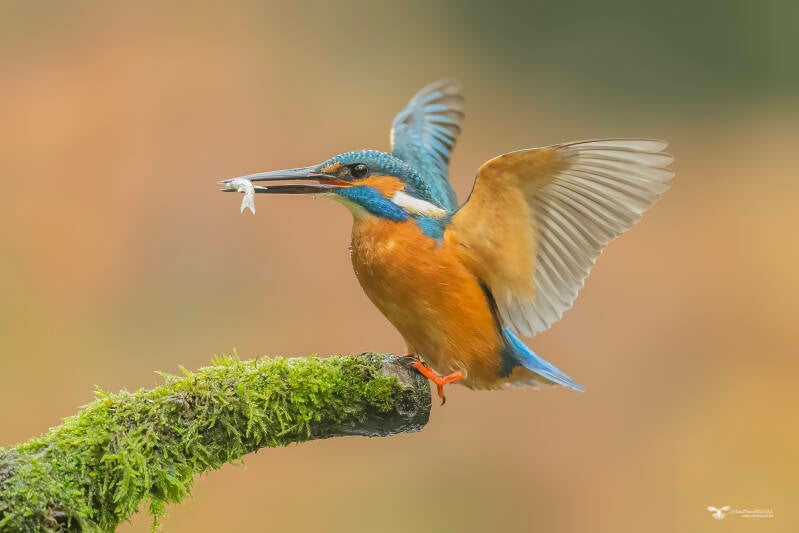ijsvogel_24a4718-kopie-ren-standard.jpg