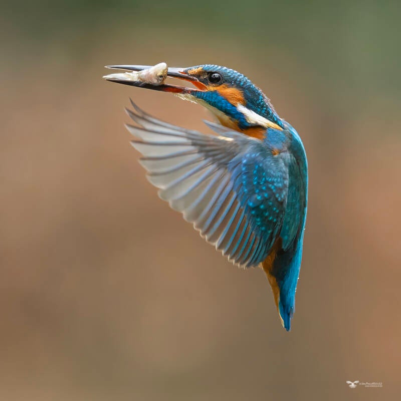 ijsvogel_24a5989-kopie-standard.jpg