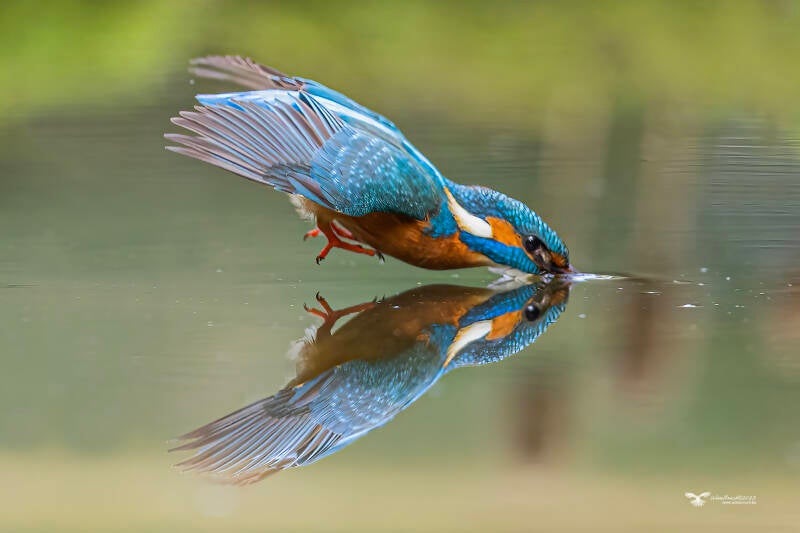 ijsvogel_24a7018-kopie-ren-standard.jpg