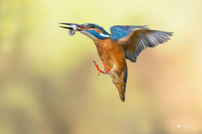 ijsvogel_24a8048-kopie-standard.jpg