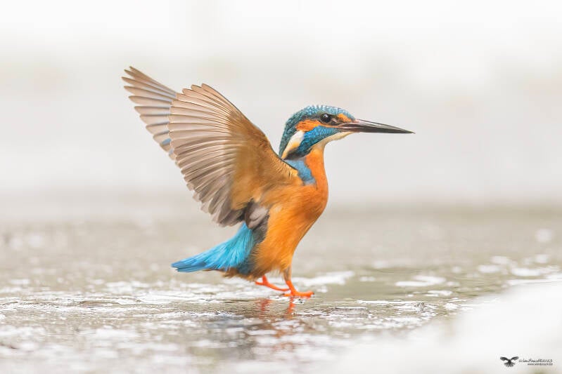 ijsvogel_24a9996-kopie-ren-standard.jpg