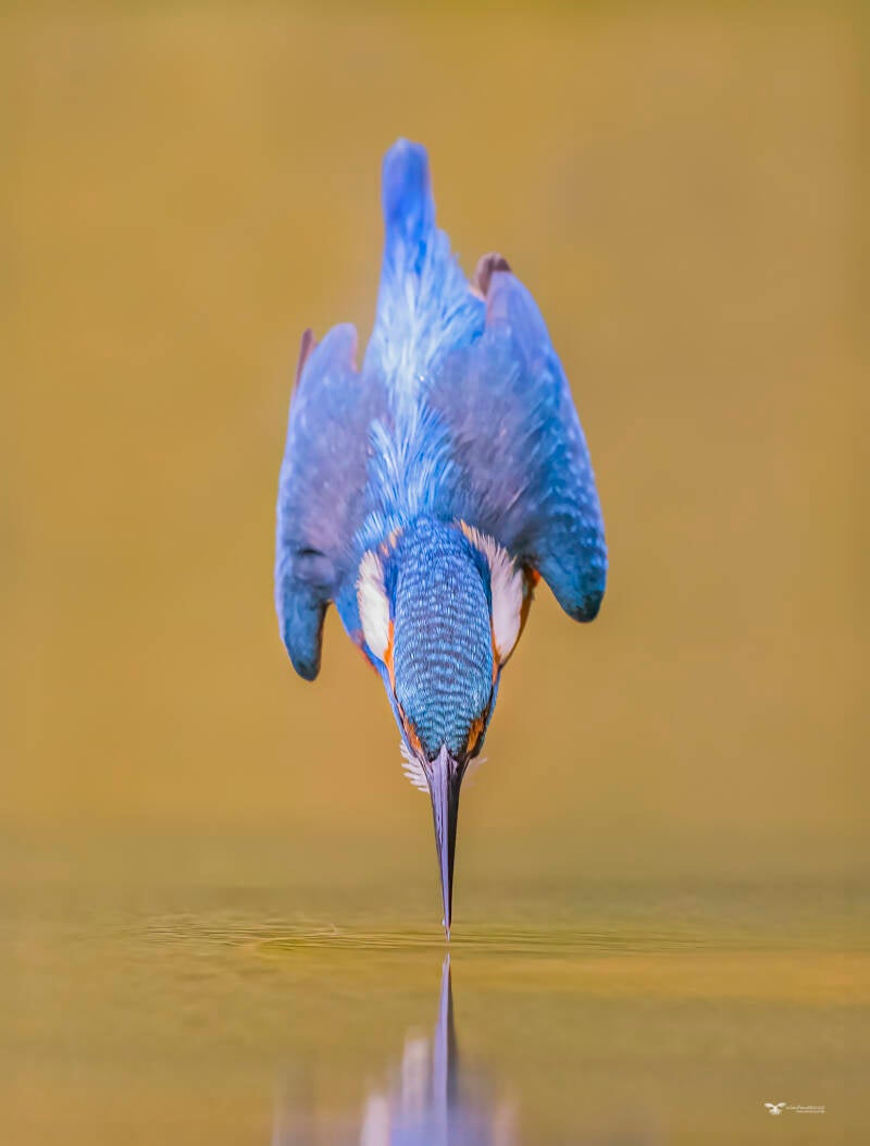 ijsvogel_59a0673-kopie-standard.jpg