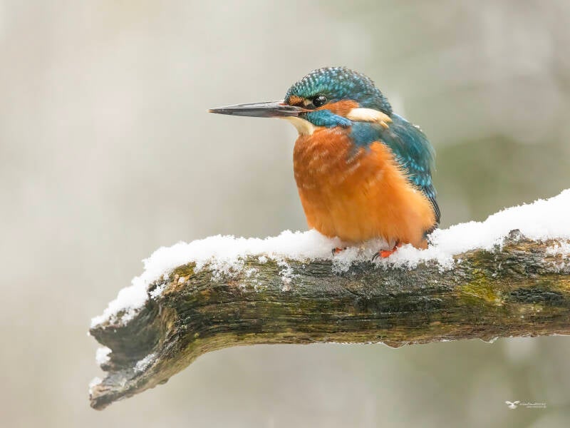 ijsvogel_59a5322-kopie-standard.jpg