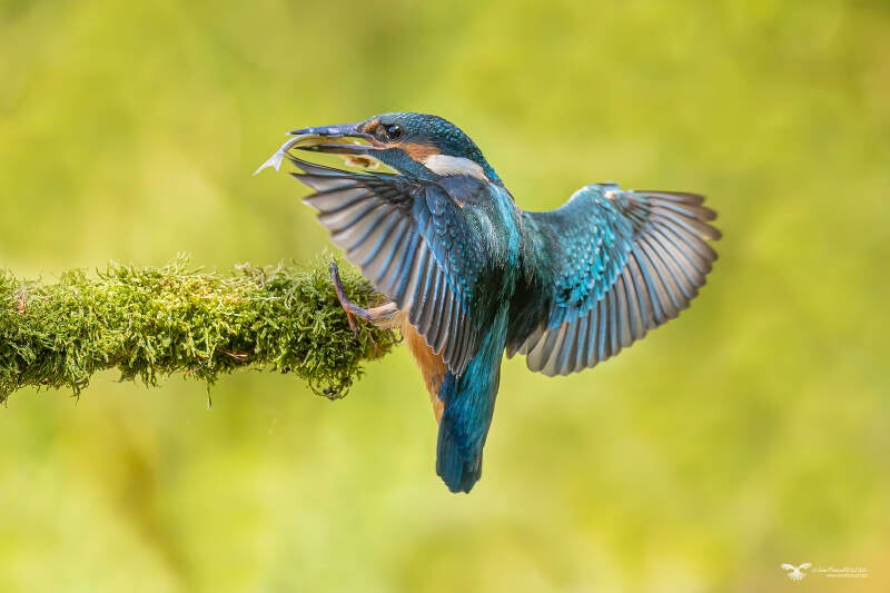 ijsvogel_mg_2124-standard.jpg