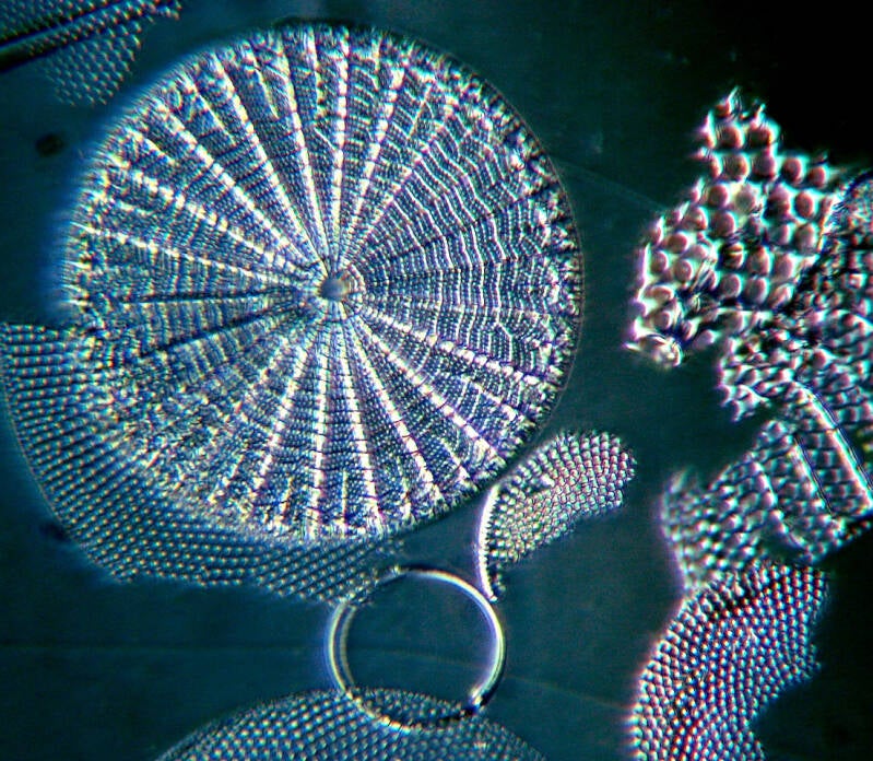 Diatoms