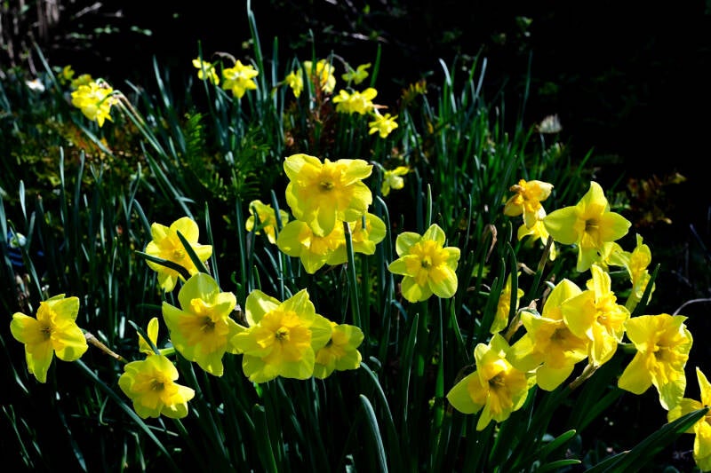 Yellow Daffodils