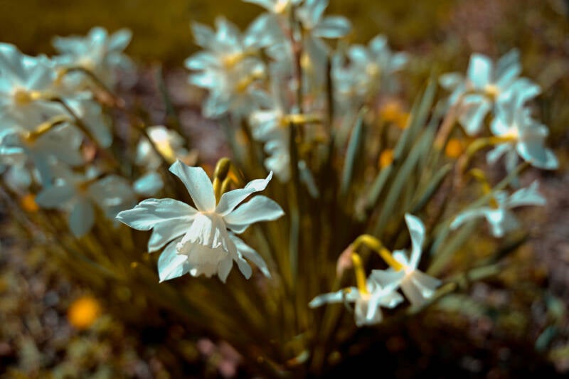 White Daffodils