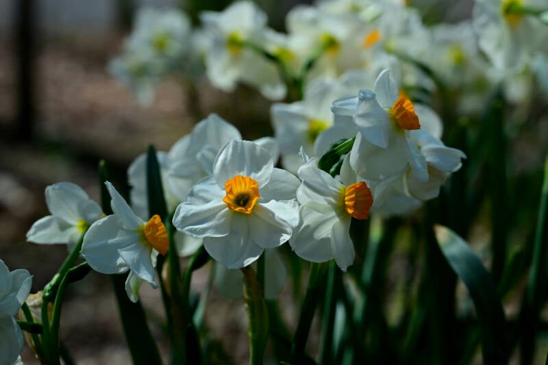 White Daffodils