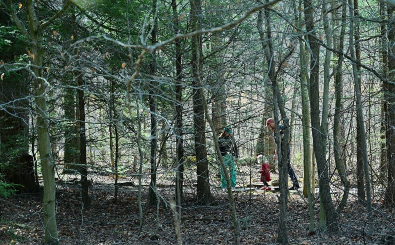 Mysterious forest
