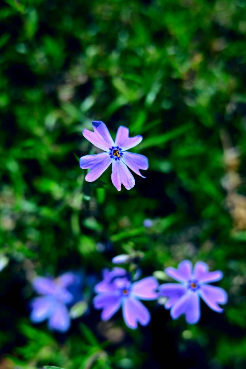 Macro photo