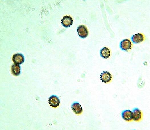 Mold Spores