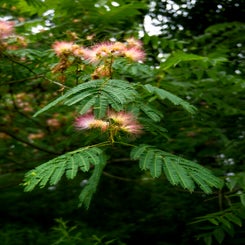 by-mike-shaw_reedycreekparkhike_28jun25-18-standard.jpg