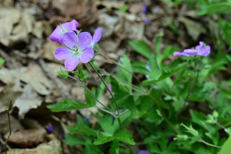 carolina-spring-beauty