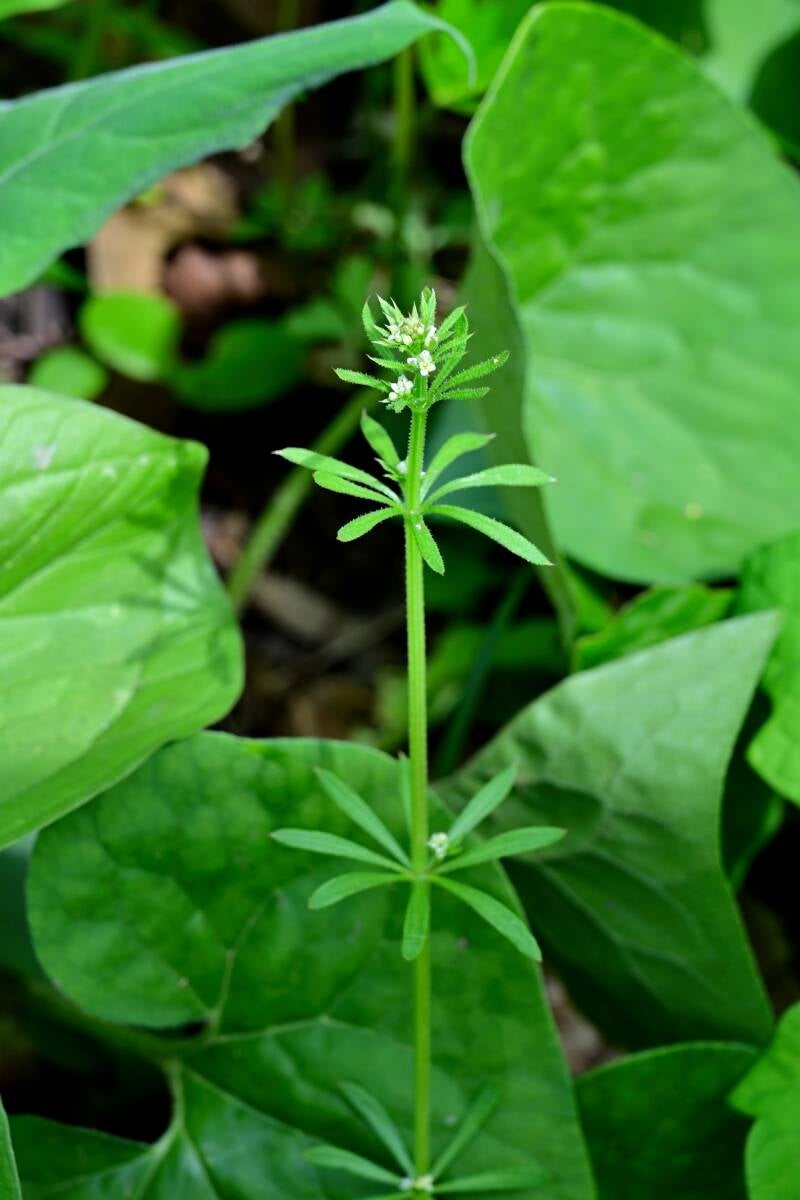 cleavers