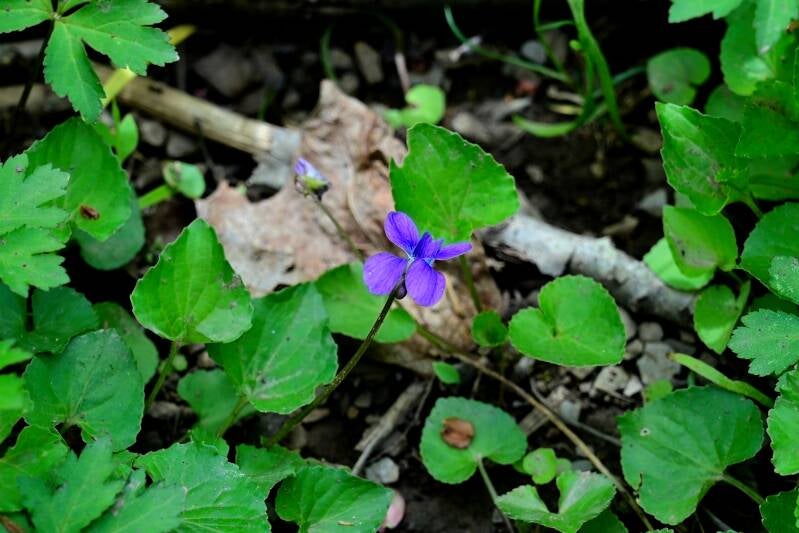 common-blue-violet
