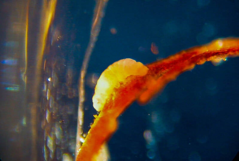 Tardigrade