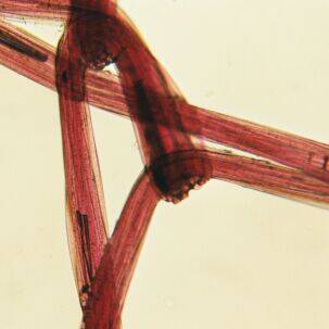 Red Nylon Mesh