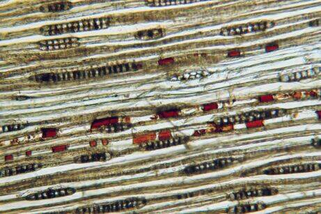 Sequoia Cross Section