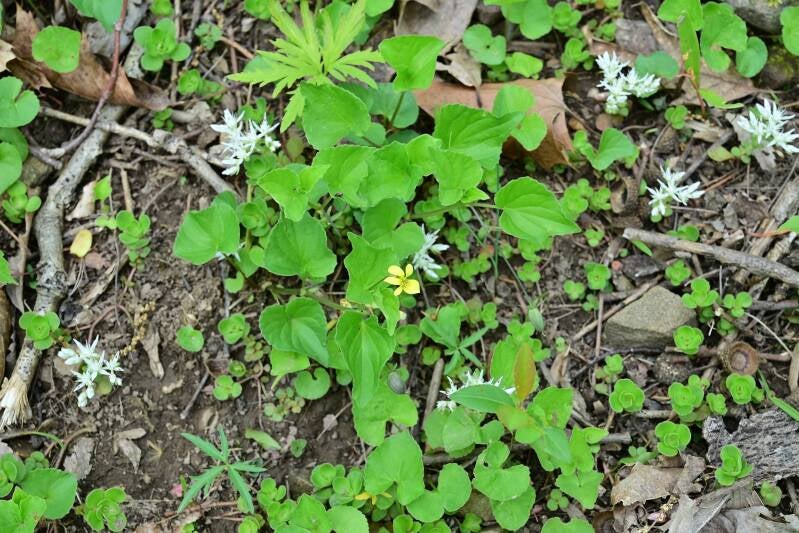 smooth-yellow-violet