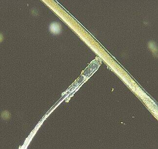 Squirrel Whisker Root