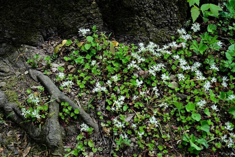 stonecrop