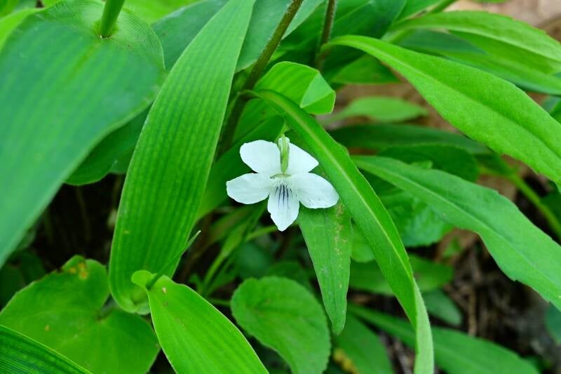 striped-violet