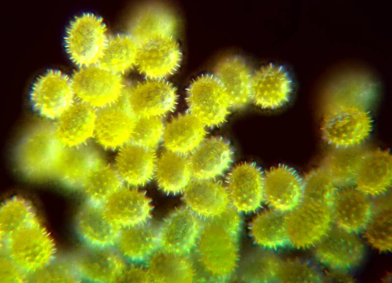 Sunflower Pollen 250x