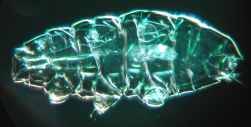 Tardigrade in Darkfield