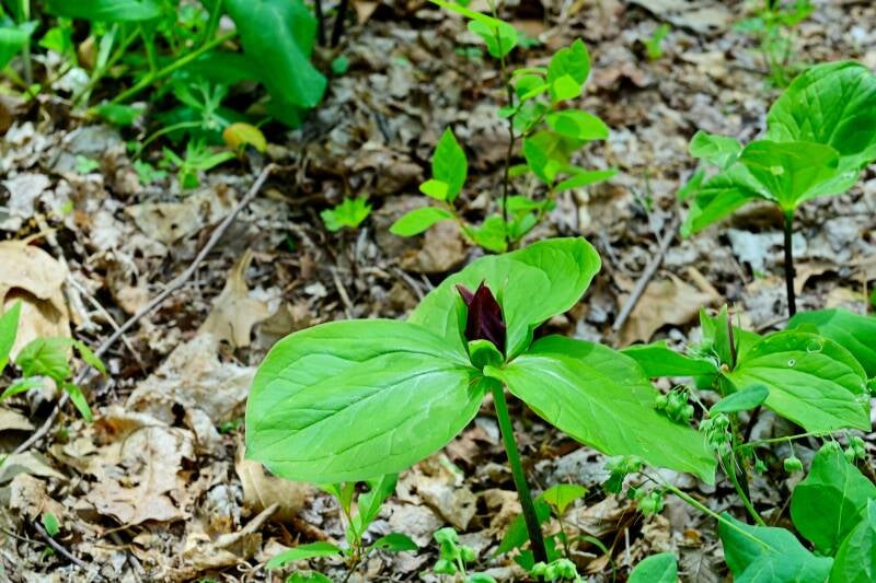toad-shade-trillium
