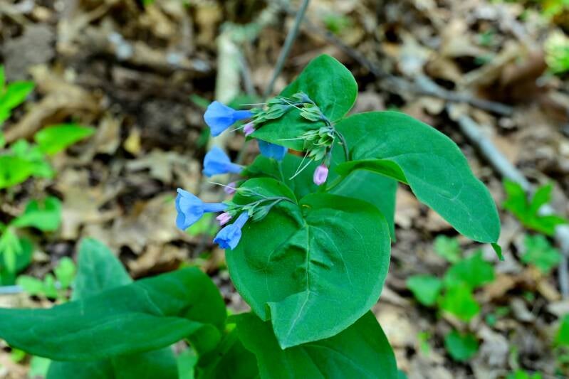 virginia-bluebells