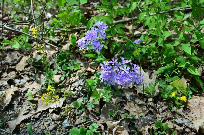 wild-blue-phlox