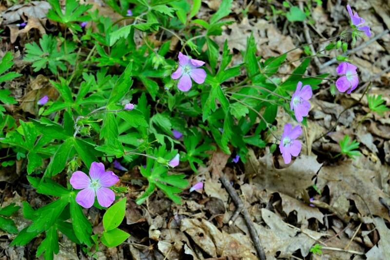 wild-geranium