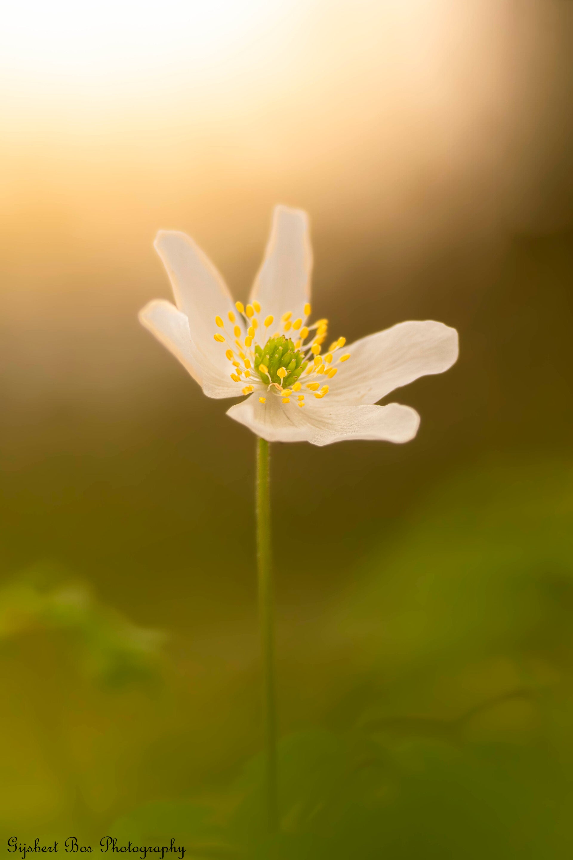 Bruine herfstbladeren close-up - Natuurfoto Gijsbert Bos