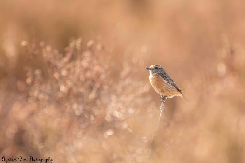 dsc_2642-standard.jpg
