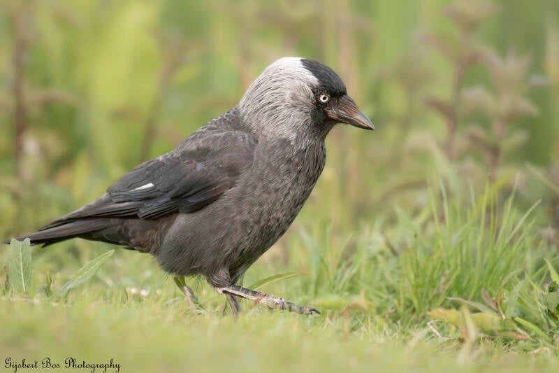 dsc_2806-standard.jpg