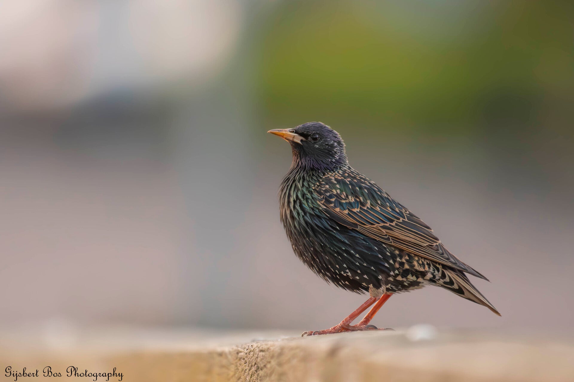 Strenge torenvalk op toren - Natuurfoto Gijsbert Bos