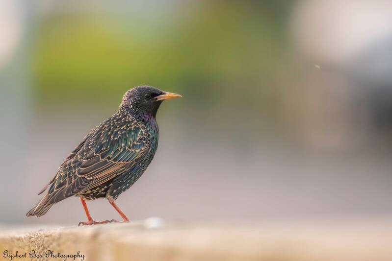 dsc_2906-standard.jpg
