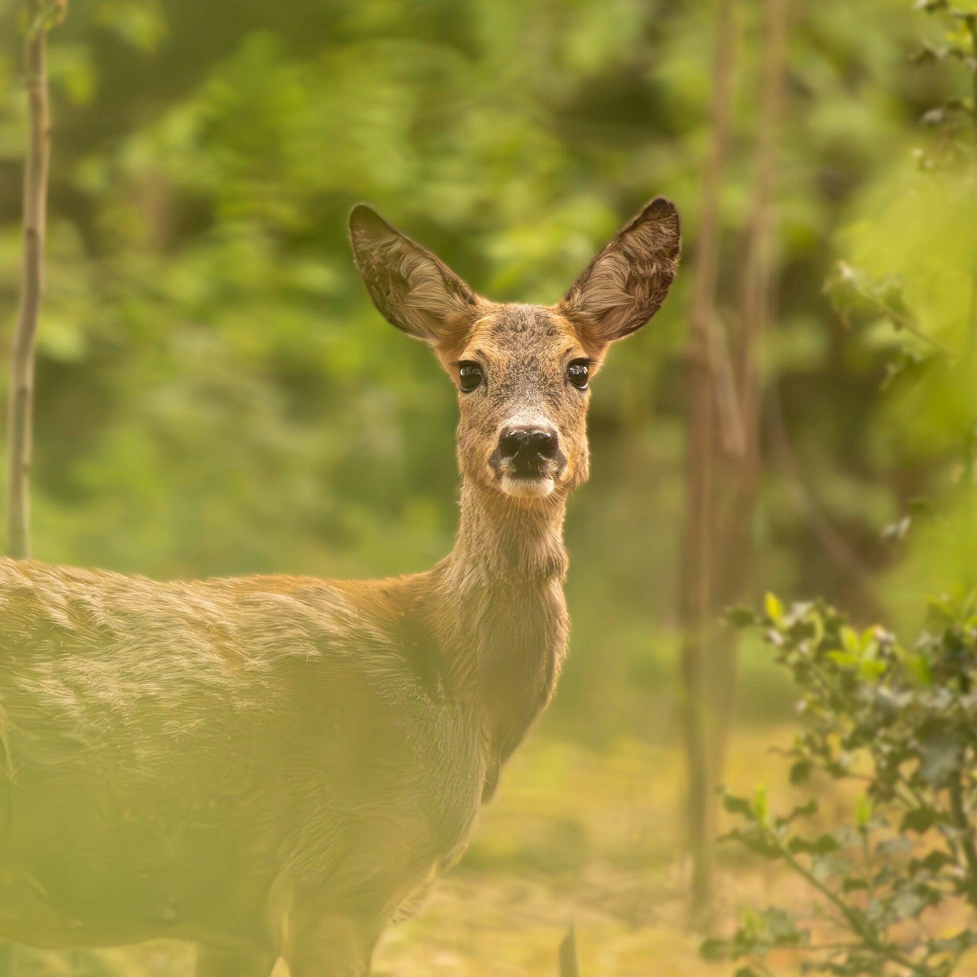 Grote bonte specht aan zijkant boom - Natuurfoto Gijsbert Bos