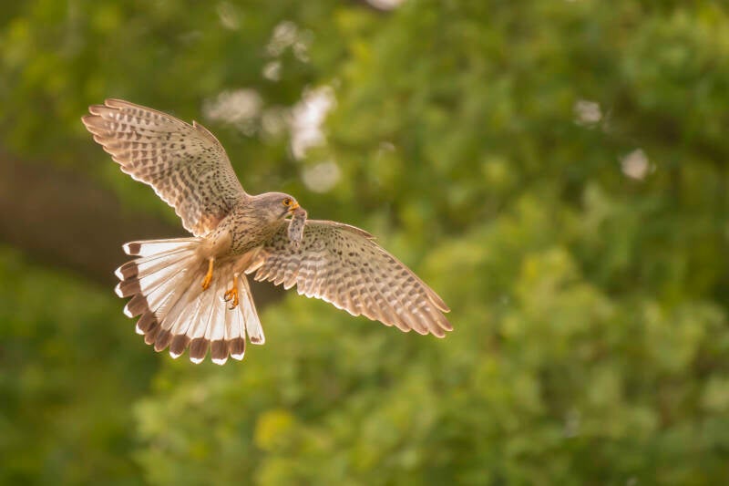 dsc_5460-standard.jpg