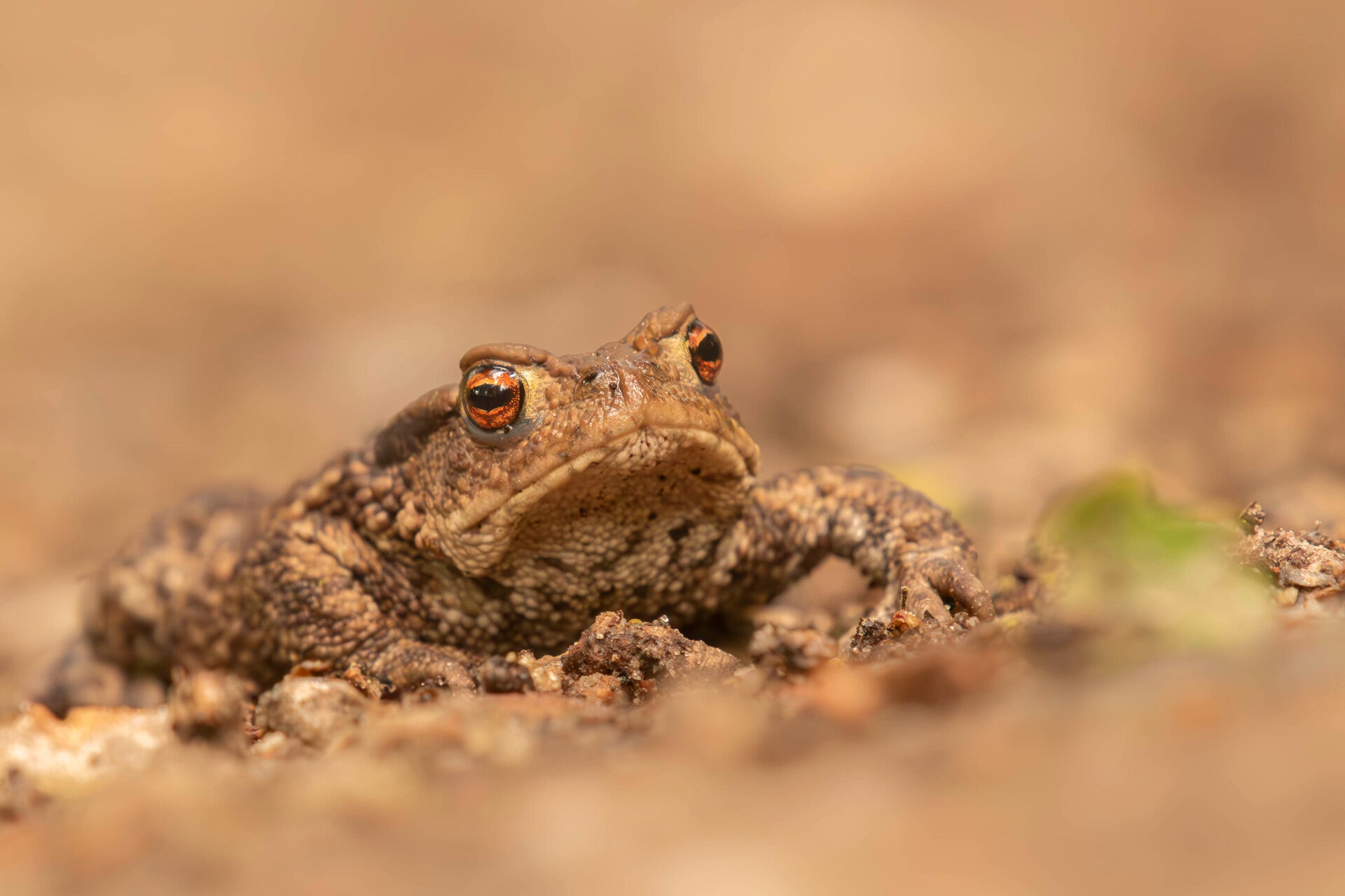Europese Oehoe op rots - Natuurfoto Gijsbert Bos
