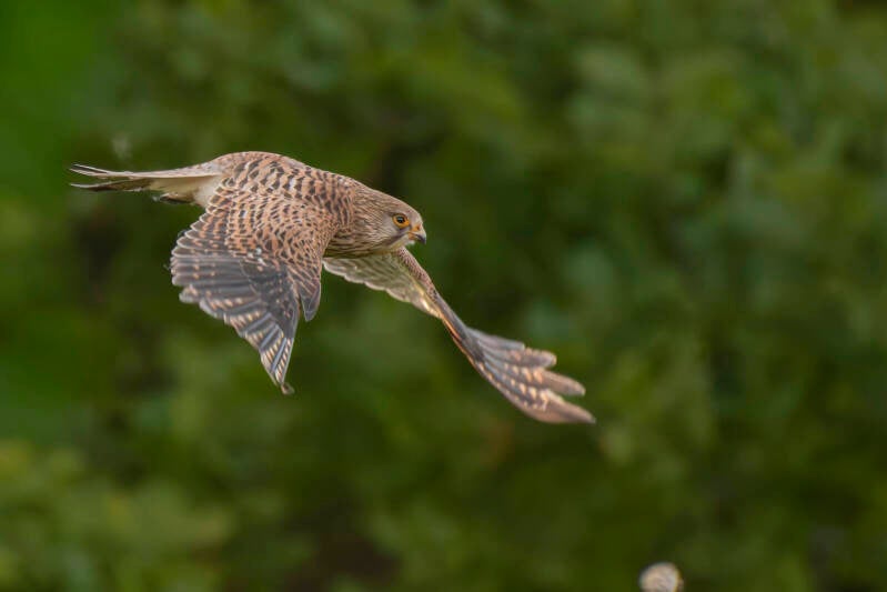 dsc_5582-standard.jpg