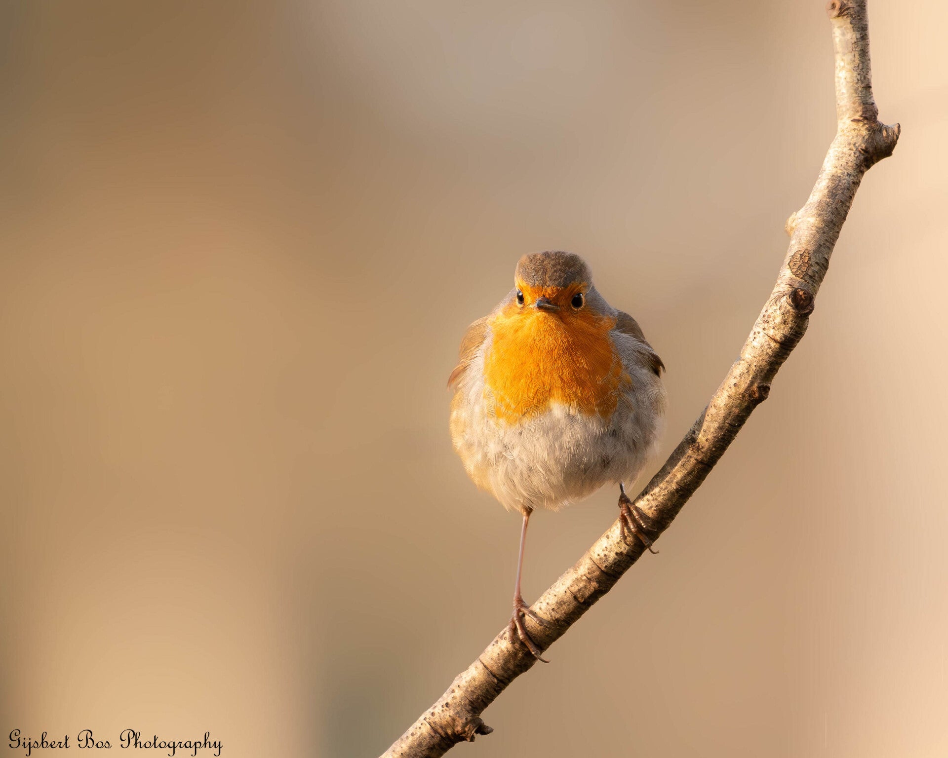 Zwaluw in vlucht - Natuurfoto Gijsbert Bos