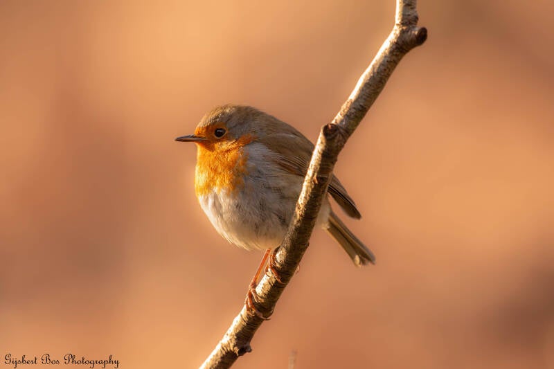 dsc_5916-standard-mh3ad6.jpg