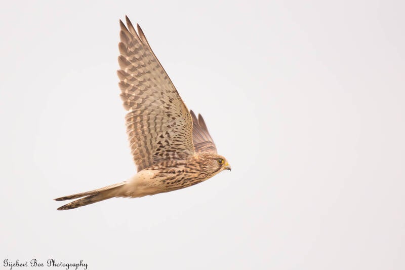 dsc_6470-standard-khomty.jpg
