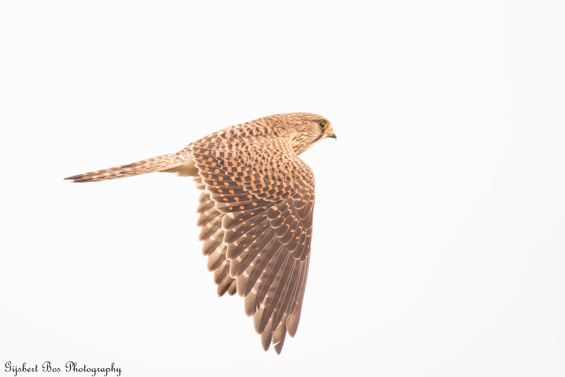 Torenvalk in vlucht naast toren van stoomgemaal - Natuurfoto Gijsbert Bos