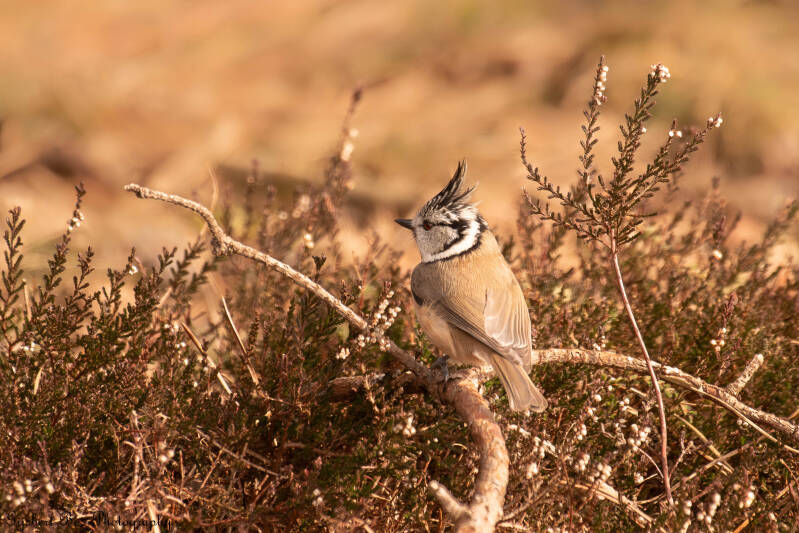 dsc_7601-standard.jpg